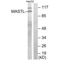Anti-MASTL