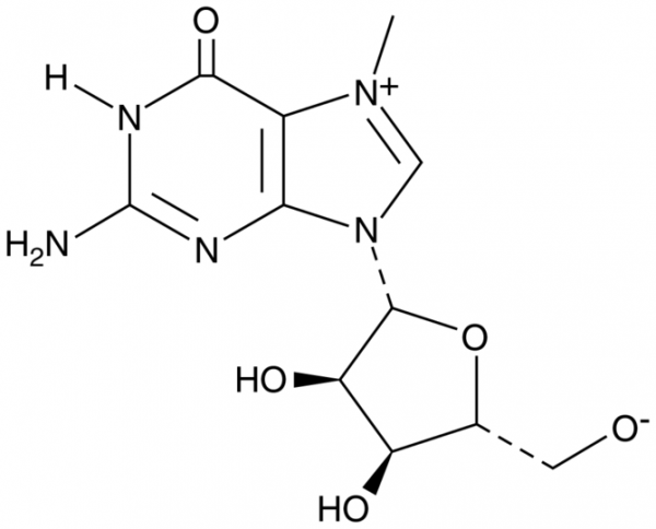 7-Methylguanosine