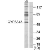 Anti-CYP3A43