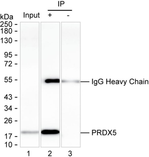 Anti-Peroxiredoxin-5
