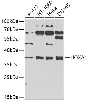 Anti-HOXA1