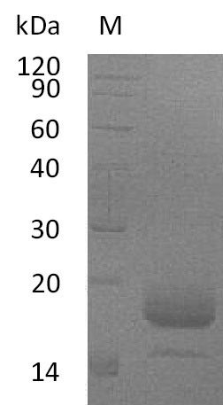 Interleukin-4 (Il4) (Active), mouse, recombinant