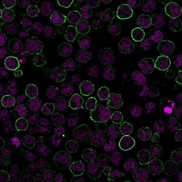 Anti-CD19(CVID3/155), CF568 conjugate, 0.1mg/mL