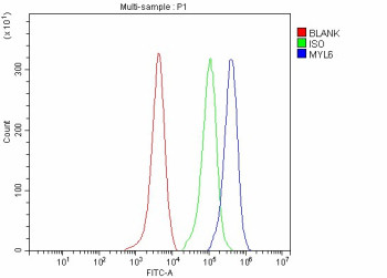 Anti-MYL6 / Myosin light chain 6