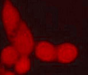 Anti-Hsp70, clone 2D4-F7-C11, N-terminal