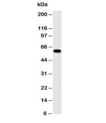 Anti-Monoamine Oxidase A