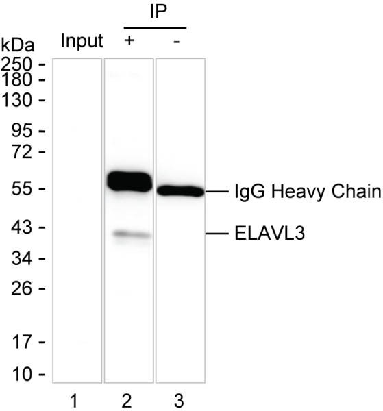 Anti-ELAVL3