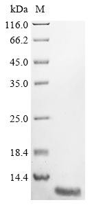 Acyl-CoA-binding protein (Dbi), mouse, recombinant
