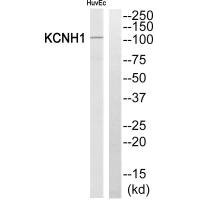 Anti-KCNH1