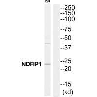 Anti-NDFIP1