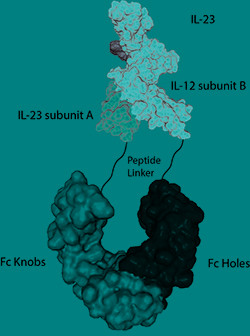 IL-23 (mouse):Fc (LALA-PG)-KIH (human) (rec.)