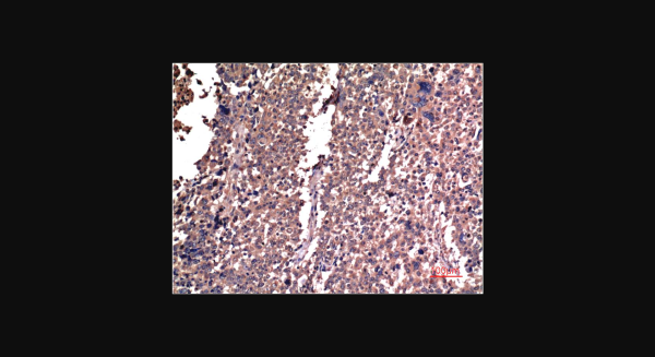 Anti-Cyclin B1 (5C1), monoclonal