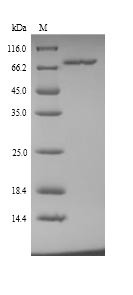 Clathrin interactor 1 (CLINT1), human, recombinant