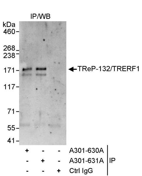 Anti-TReP-132/TRERF1