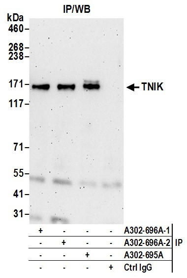 Anti-TNIK