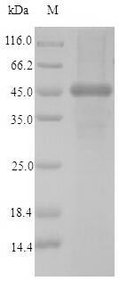 Calponin-2 (CNN2), human, recombinant