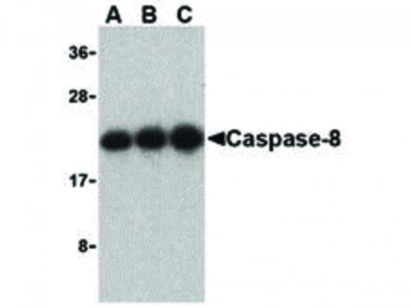 Anti-Caspase-8