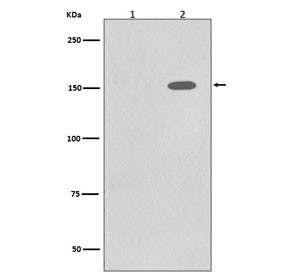 Anti-phospho-EGF Receptor / EGFR (Tyr1086), clone EFI-5