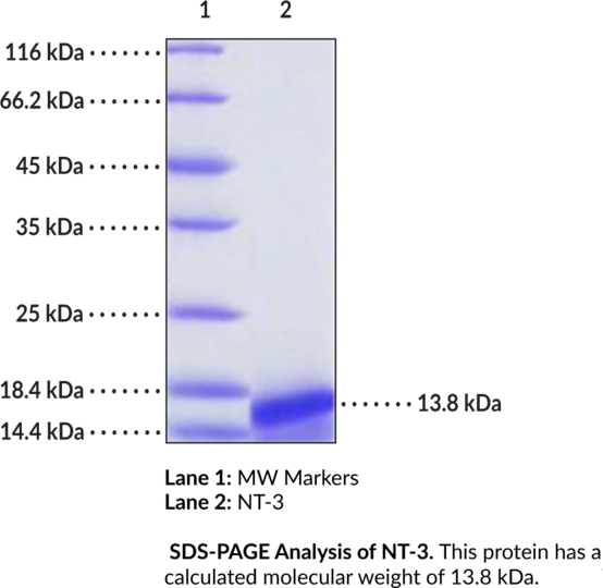 NT-3 (human, recombinant)