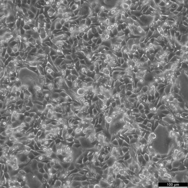MC38 Cells