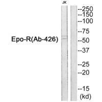 Anti-EPOR (Ab-426)