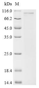 Suppressor of cytokine signaling 6 (SOCS6), recombinant human