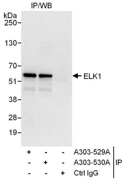 Anti-ELK1