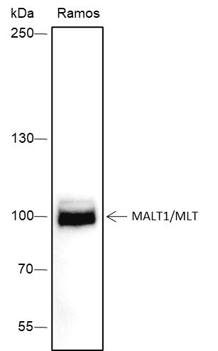 Anti-Recombinant MALT1/MLT, clone A294