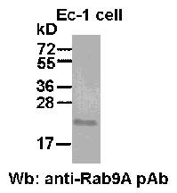 Anti-Rab9A