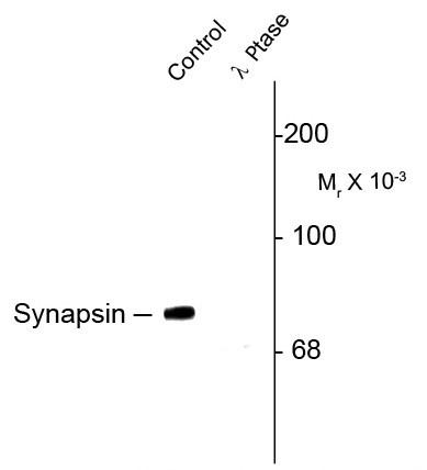 Anti-phospho-Synapsin 1 (Ser549)
