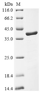 U1 small nuclear ribonucleoprotein A (Snrpa), mouse, recombinant