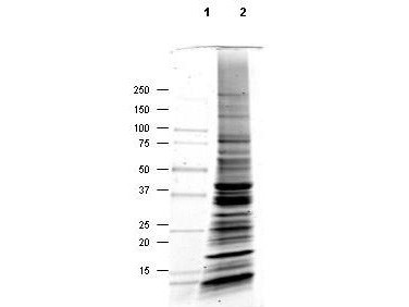 Normal Mouse Heart Whole Cell Lysate
