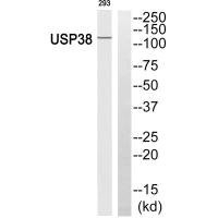Anti-USP38