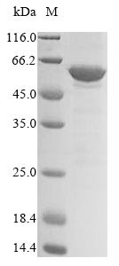 Protein DEK (Dek), mouse, recombinant