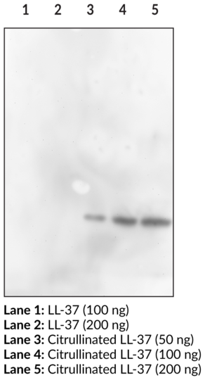 Anti-Citrullinated LL-37 (Clone 6A8)