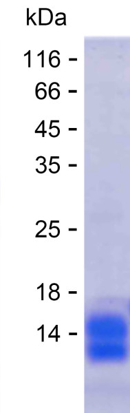 CILP (human), recombinant protein