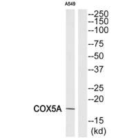 Anti-COX5A