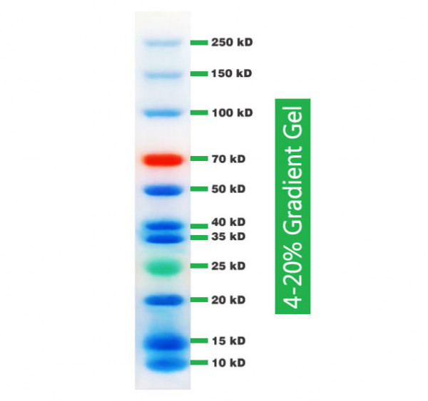 Tri-Color Prestained Protein