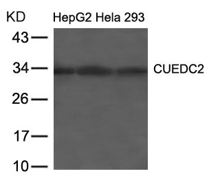 Anti-CUEDC2
