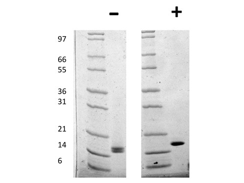 Fibroblast Growth Factor acidic