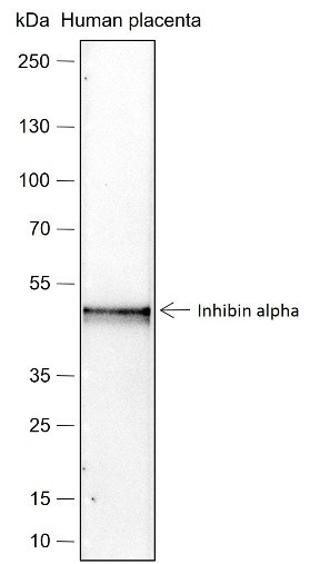 Anti-Recombinant Inhibin alpha, clone A266