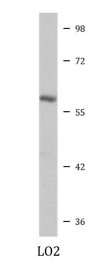 Anti-FTCD / 58K Golgi protein
