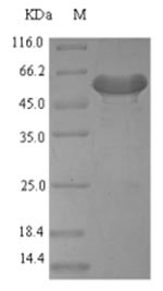 Platelet-derived growth factor D (Pdgfd), mouse, recombinant