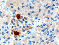 Anti-Pancreatic Polypeptide / PPY, Internal