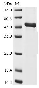 Chorionic somatomammotropin hormone 2 (CSH2), human, recombinant