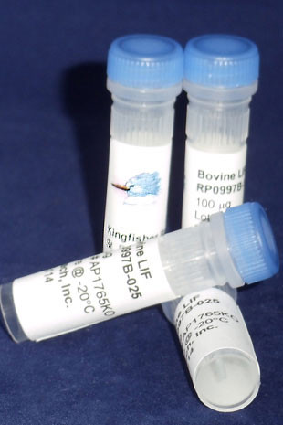 LIF, bovine recombinant (rboLIF)