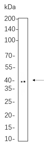 Anti-Recombinant Doublecortin, clone 6C3