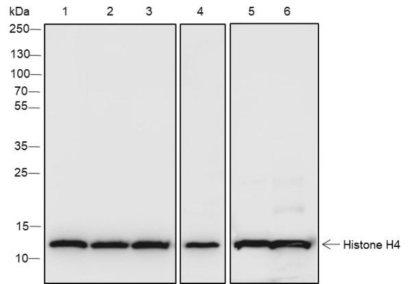 Anti-Recombinant Histone H4 (CT), clone A656