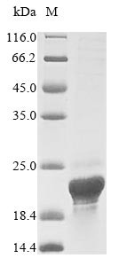 Retroviral-like aspartic protease 1 (ASPRV1), human, recombinant