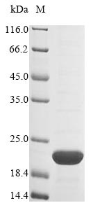 Prohibitin (Phb), partial, mouse, recombinant